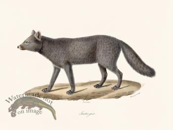 Cuvier 174 Gray boutis